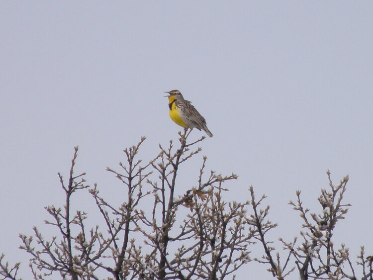 POD...MAR 11/15...Meadowlark