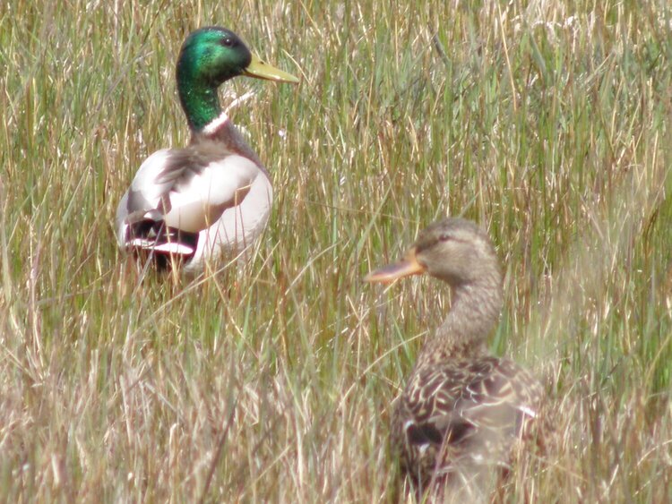 MAR 2015 / Photo Fun / #2 Mallard Ducks