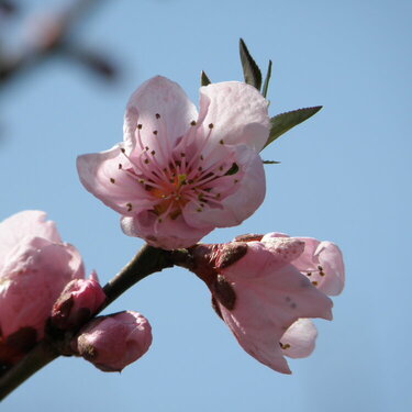 MINI MAR...POD...19 Development...Peach blossoms