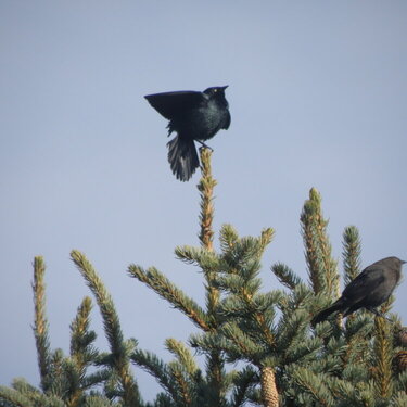 MINI MAR...POD...14 Urgent...Brewer&#039;s Blackbirds courtship