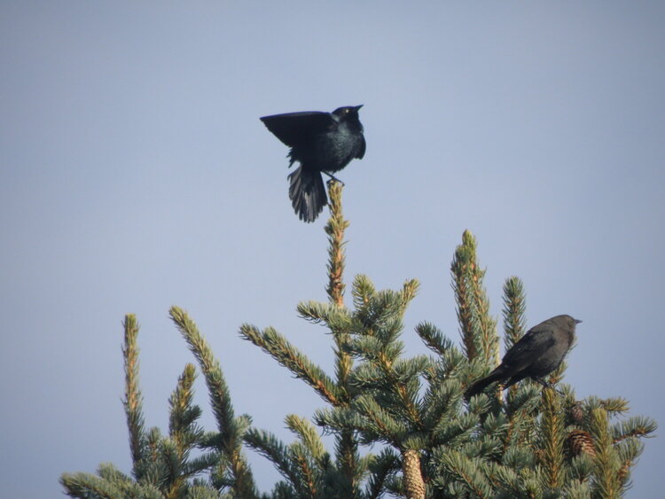 MINI MAR...POD...14 Urgent...Brewer&#039;s Blackbirds courtship