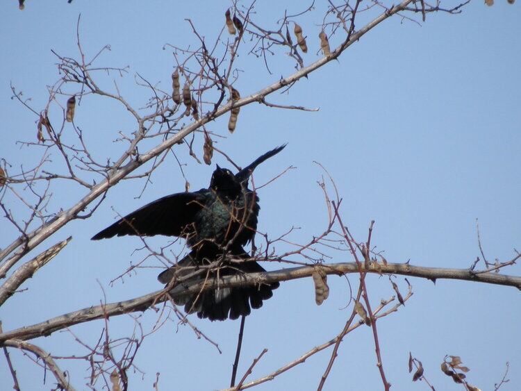 JFF...POD...Brewer&#039;s Blackbird #1