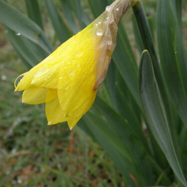 Daffodil...3-30-10