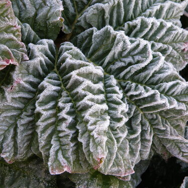 MINI APR...POD...4 Pattern...Rhubarb leaf/Frost
