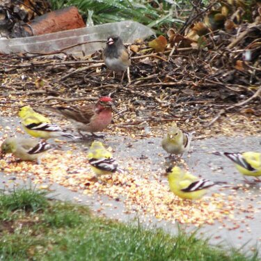 American Goldfinches/And friends