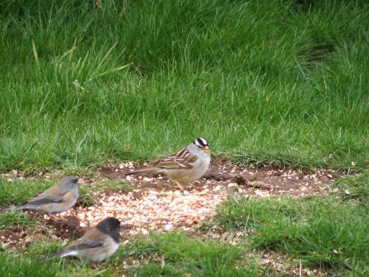 White-crowned Sparrow/Pair of Juncos