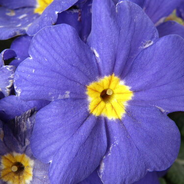 Blue-Purple Primrose