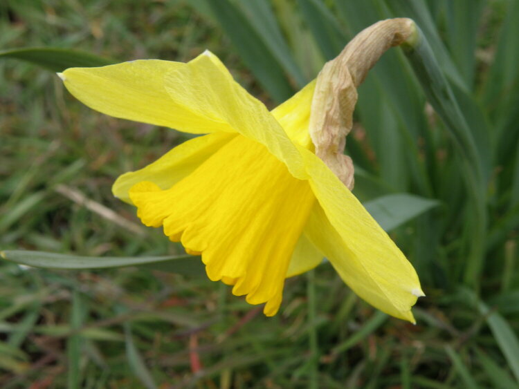 JFF...POD...Daffodil