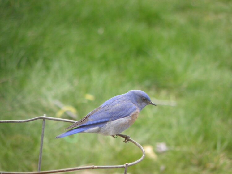 Western Bluebird~male