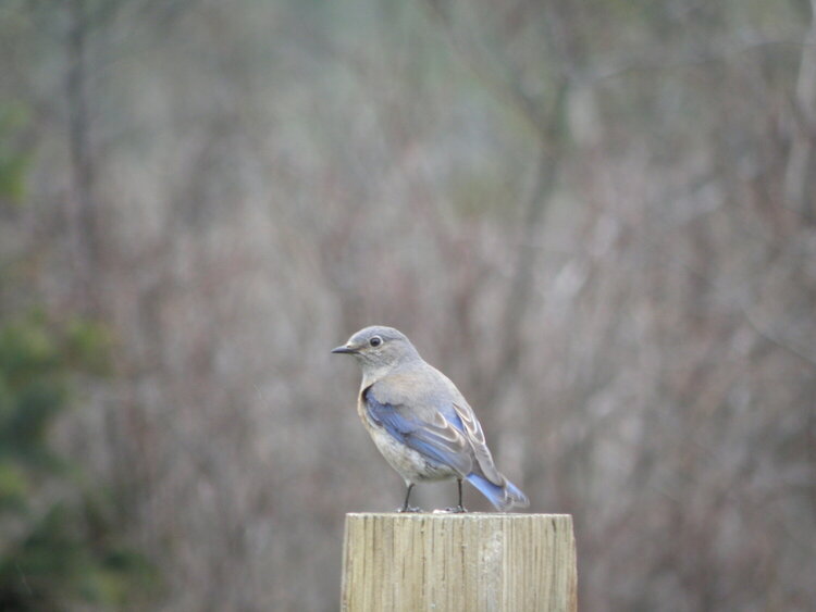Western Bluebird~female