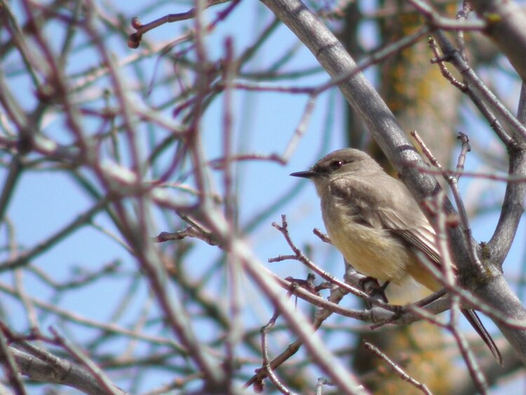 POD...APR #7/15...Say&#039;s Phoebe