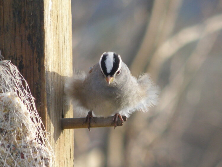 POD...APR #5/15...White-crowned Sparrow