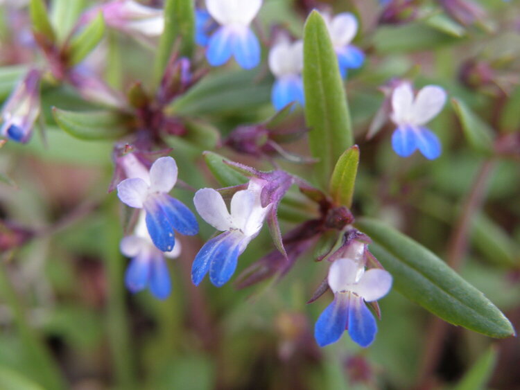 JFF...POD...Small-flowered Blue-eyed Mary wildflowers