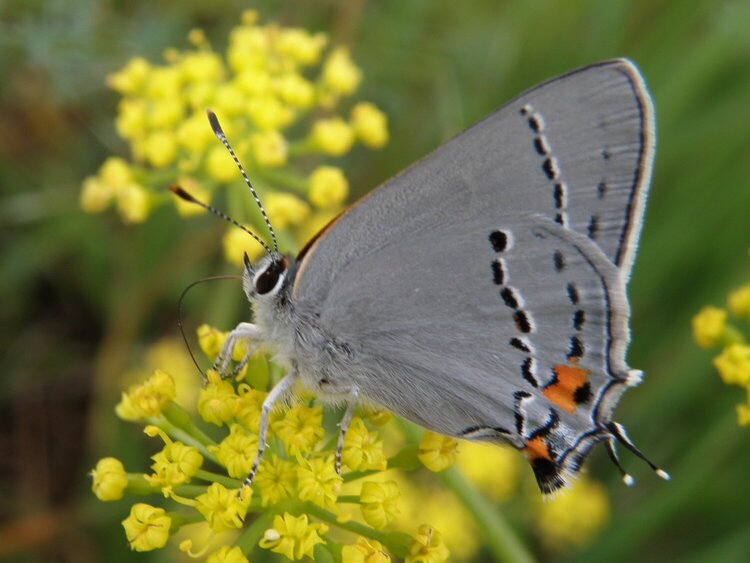 POD...APR #9/15...Gray Hairstreak butterfly