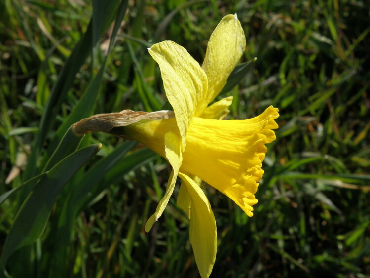 JFF...POD...Daffodil [update]