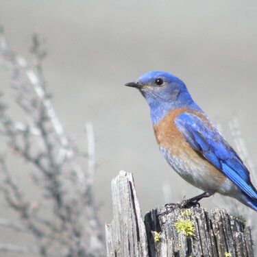 POD...APR #10/15...Western Bluebird/male