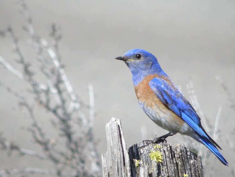 POD...APR #10/15...Western Bluebird/male
