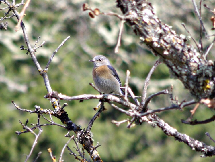 Western Bluebird/female