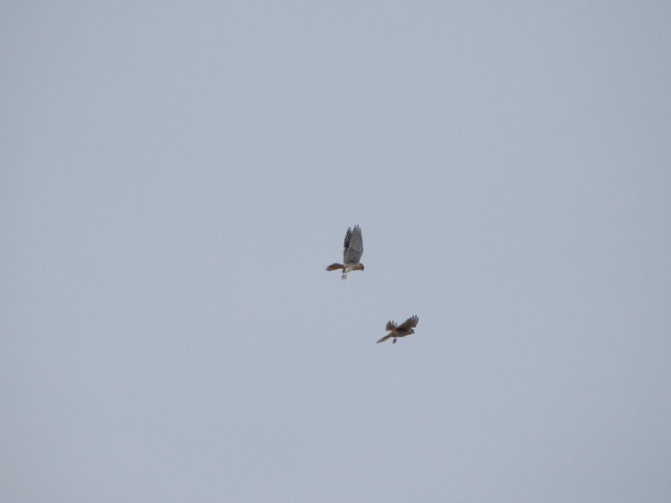 American Kestrels/courtship #1