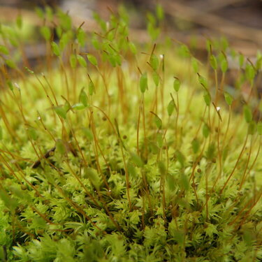 Moss/sporophytes