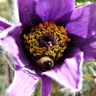 Purple flower/Honeybee...Pasque flower
