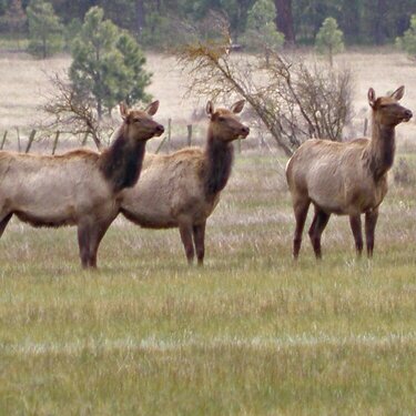 POD...APR #12/15...Roosevelt Elk