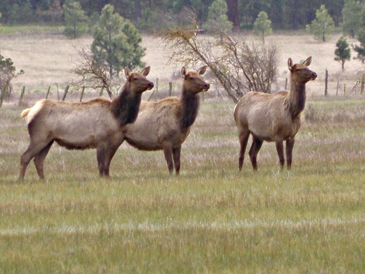 POD...APR #12/15...Roosevelt Elk