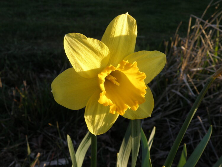 POD...APR #15/15...Daffodil