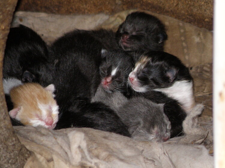 POD...APR #13/15...Kittens
