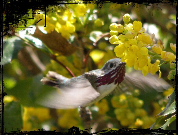 JFF...POD...Calliope Hummingbird #2