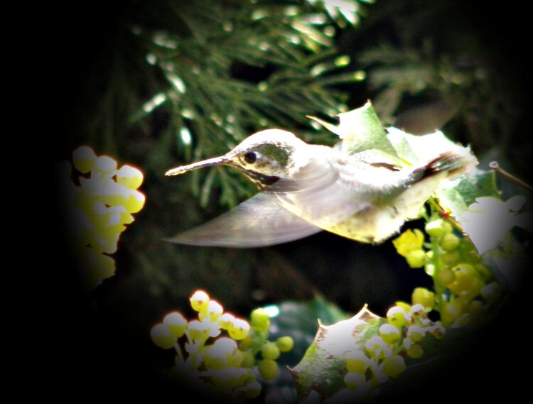 JFF...POD...Calliope Hummingbird #1