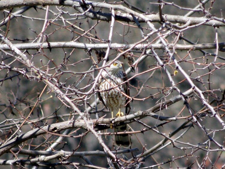 JFF...POD...Sharp-shinned Hawk