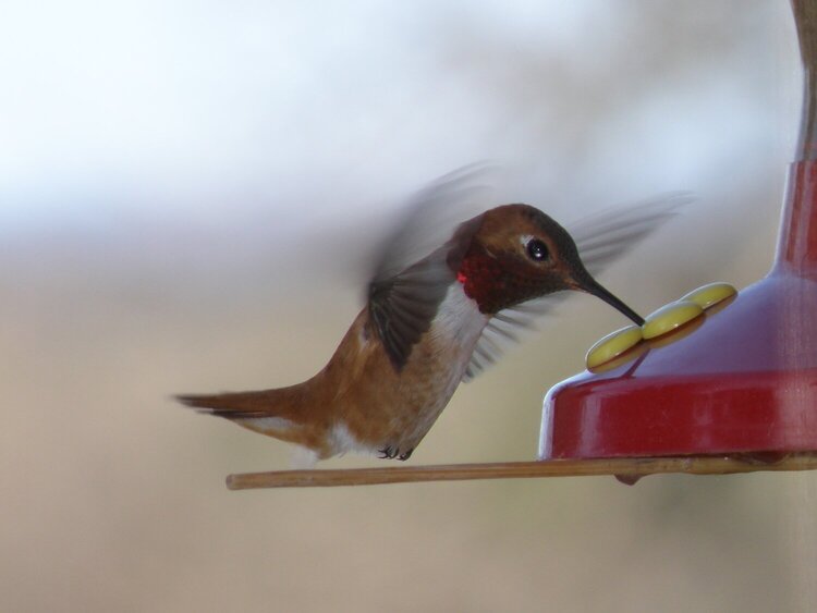 POD...MAY #1/15...Hummingbird