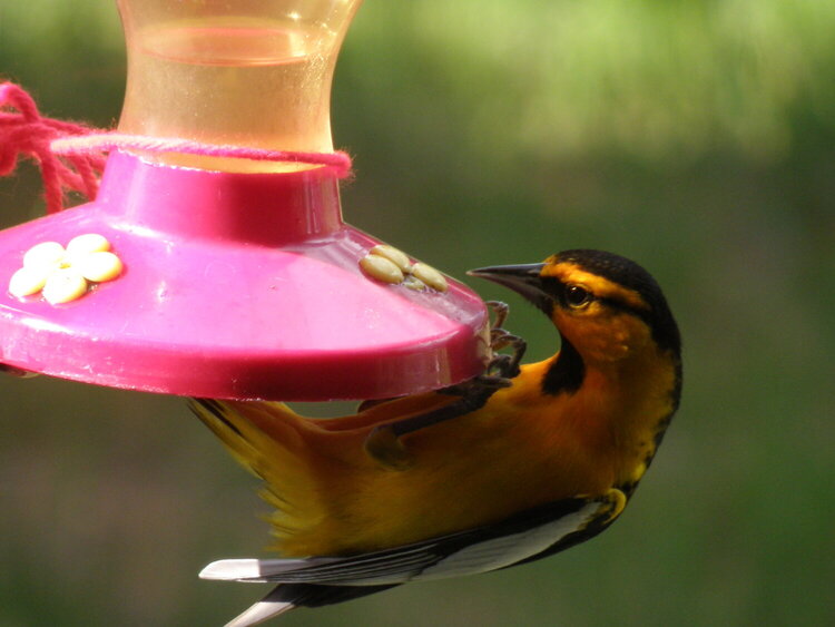 MAY 2020 #04 ~  Bullock&#039;s Oriole / Hummingbird feeder