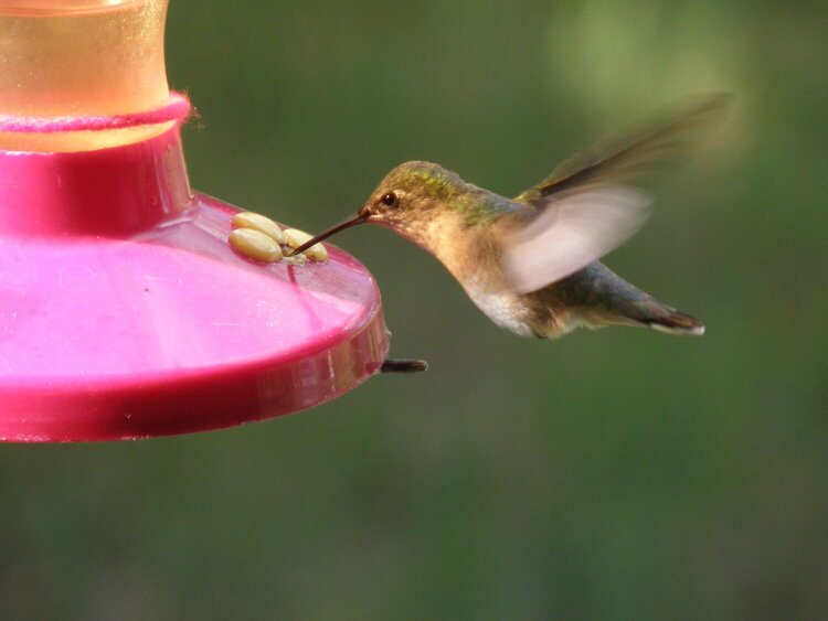 MAY 2020 #02 ~ Hummingbird