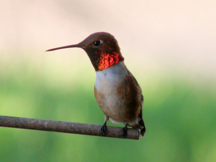 MAY 2020 #01 ~ Hummingbird