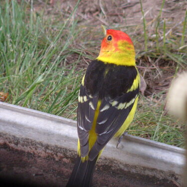 MAY 2020  #5 ~ Western Tanager