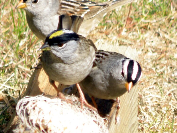 POD...MAY #3/15...Sparrows