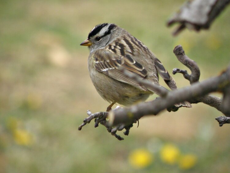 White-crowned Sparrow/Limb