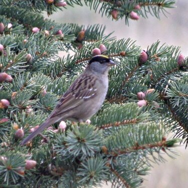 Golden-crowned Sparrow/Fir Tree