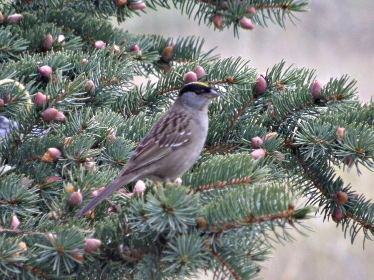 Golden-crowned Sparrow/Fir Tree
