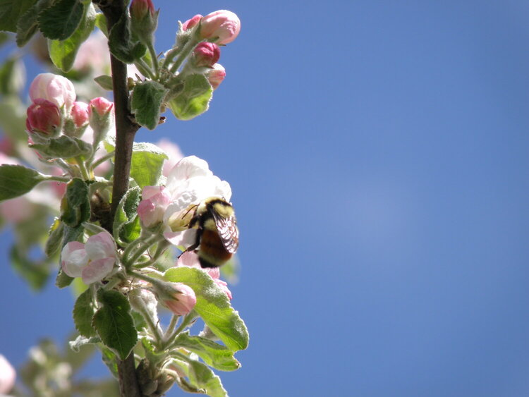 MAY 2020 ~ Mini #6 Pink ~ Apple blossoms / Tri-colored bumblebee