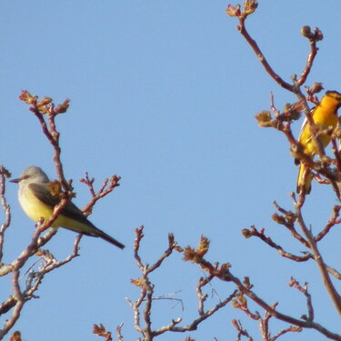 MAY 2020 #6 ~ Western Kingbird / Bullock&#039;s Oriole