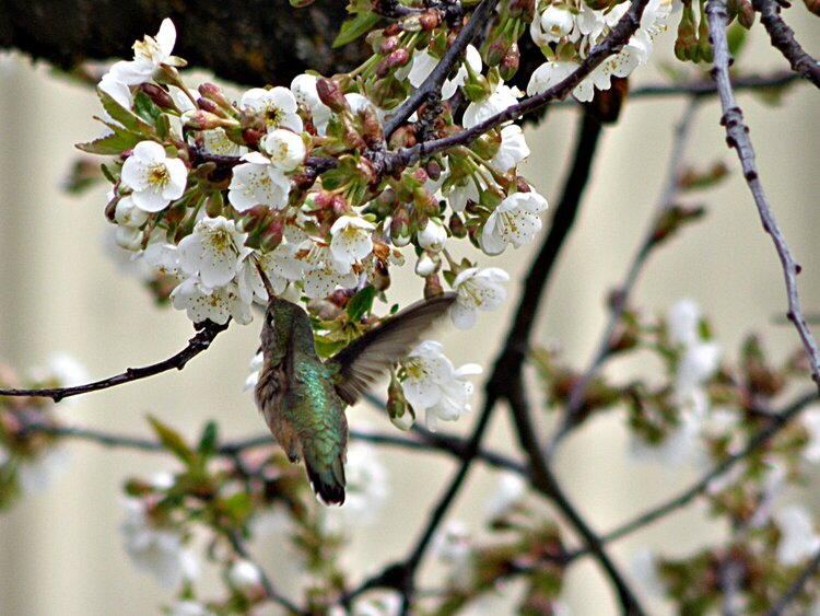 Calliope Hummingbird/Cherry blossoms