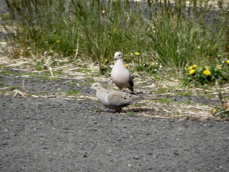 Mourning Doves