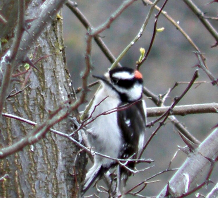 Downy  Woodpecker, male