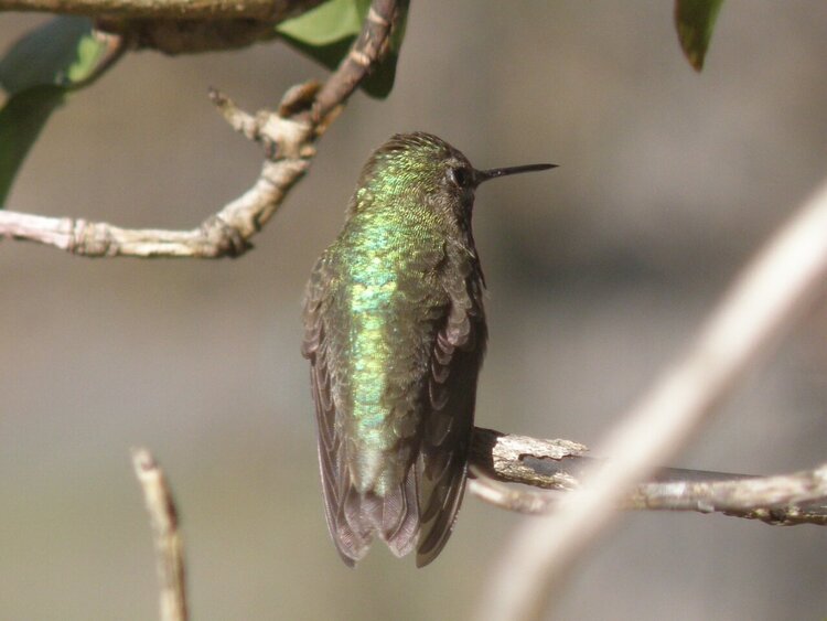 Calliope Hummingbird  #2