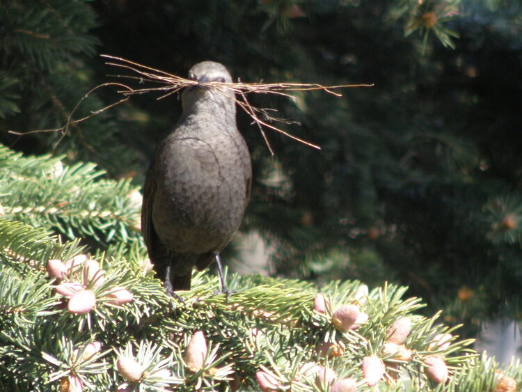 Brewer&#039;s Blackbird, female