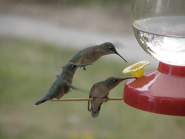 Hummingbird trio