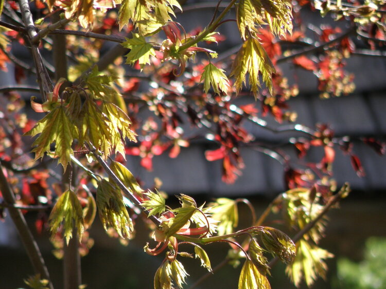 Oregon  Maple leaves